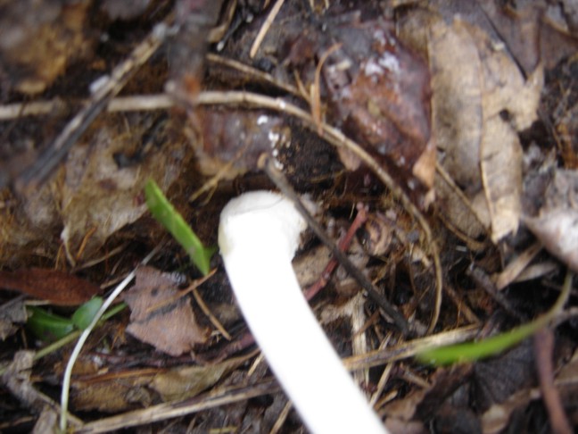 Funghetto da determinare